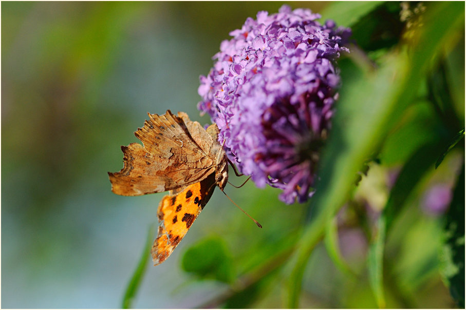 C-Falter (Polygonia c-album)