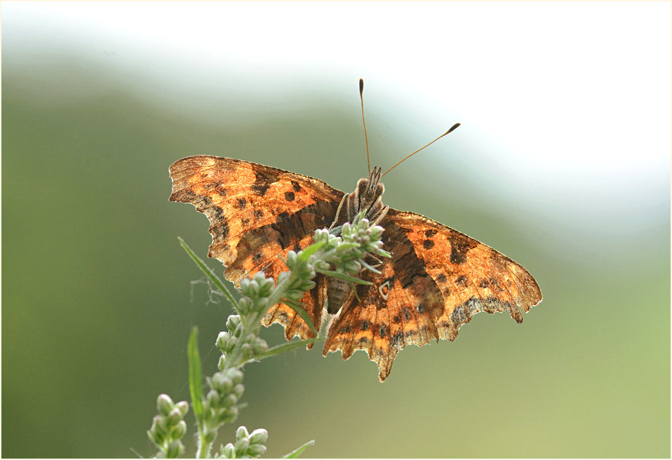 C-Falter (Polygonia c-album)