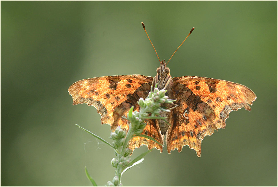 C-Falter (Polygonia c-album)