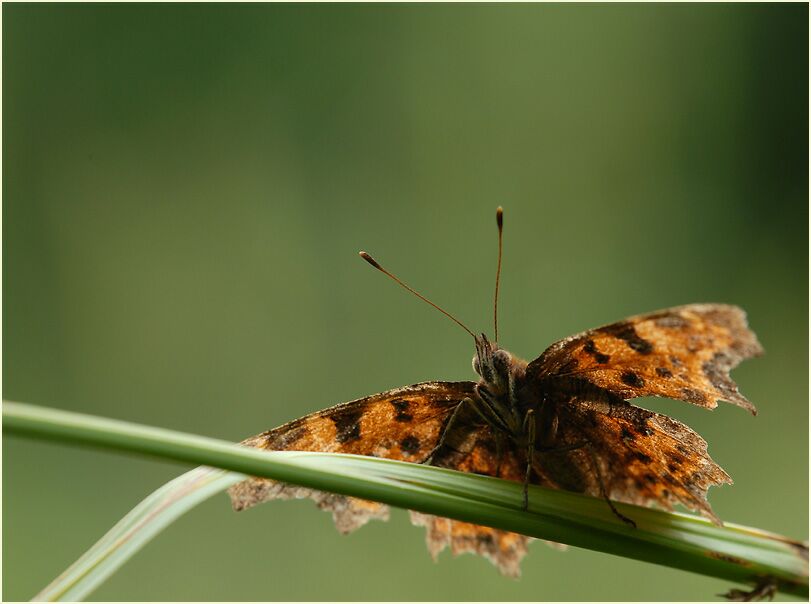 C-Falter (Polygonia c-album)