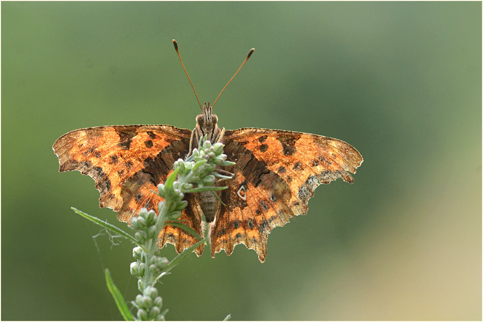 C-Falter (Polygonia c-album)