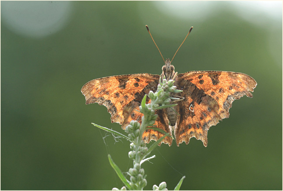C-Falter (Polygonia c-album)