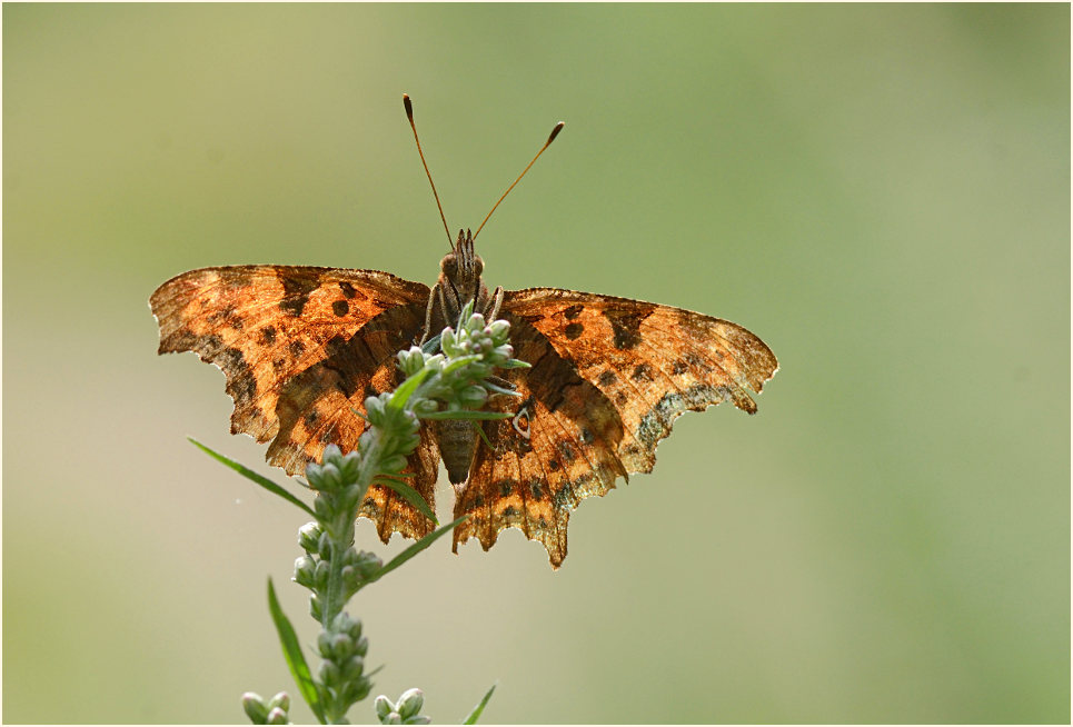 C-Falter (Polygonia c-album)