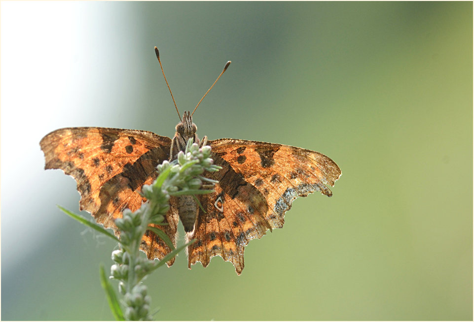 C-Falter (Polygonia c-album)