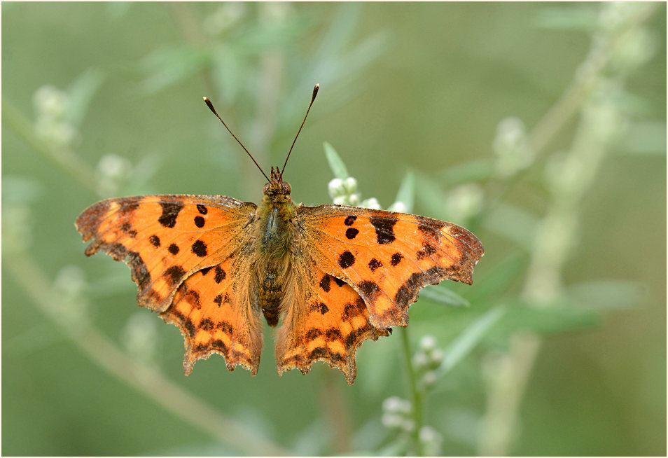 C-Falter (Polygonia c-album)
