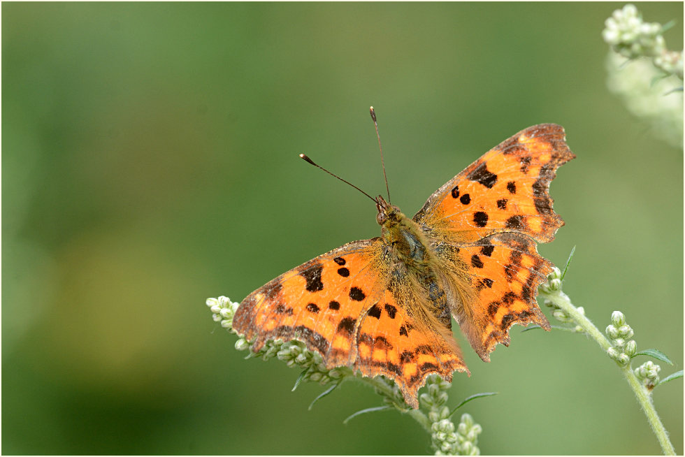 C-Falter (Polygonia c-album)