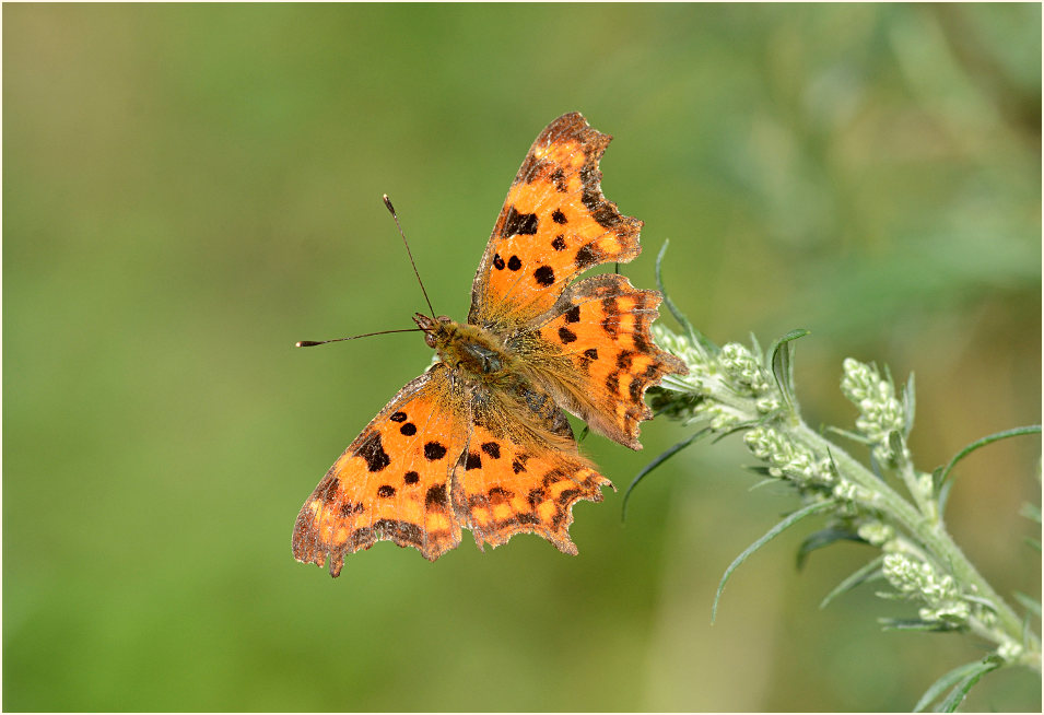 C-Falter (Polygonia c-album)