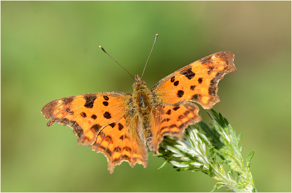 C-Falter (Polygonia c-album)