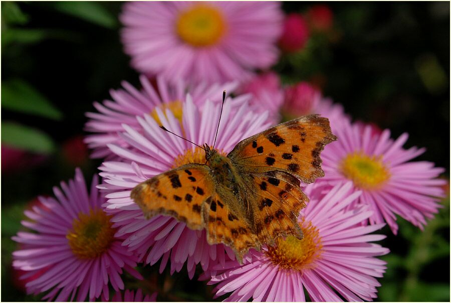 C-Falter (Polygonia c-album)