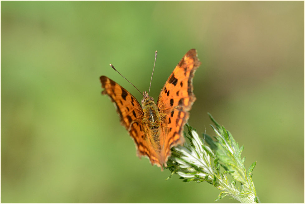 C-Falter (Polygonia c-album)