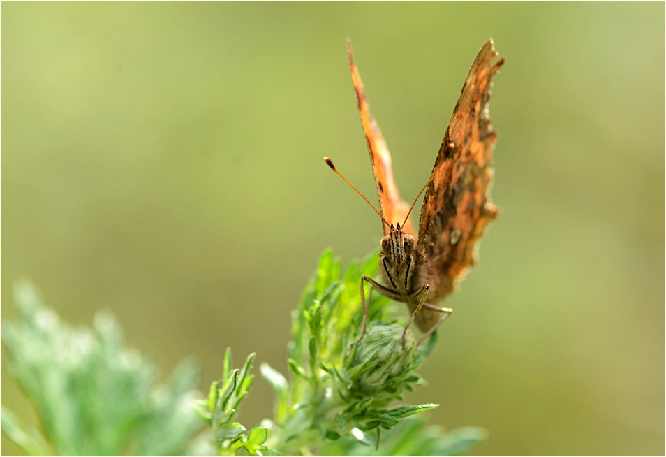 C-Falter (Polygonia c-album)