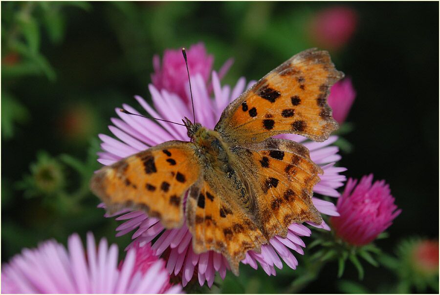 C-Falter (Polygonia c-album)