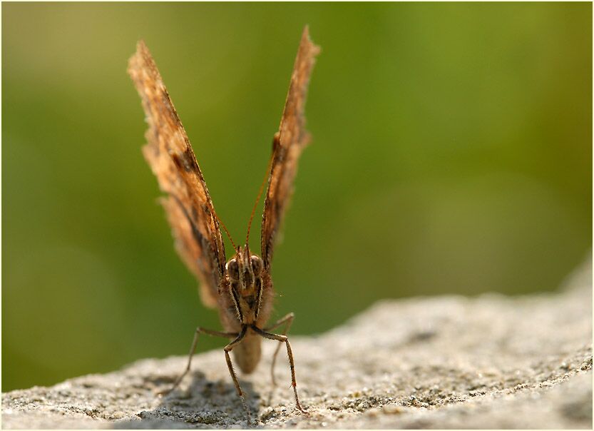 C-Falter (Polygonia c-album)