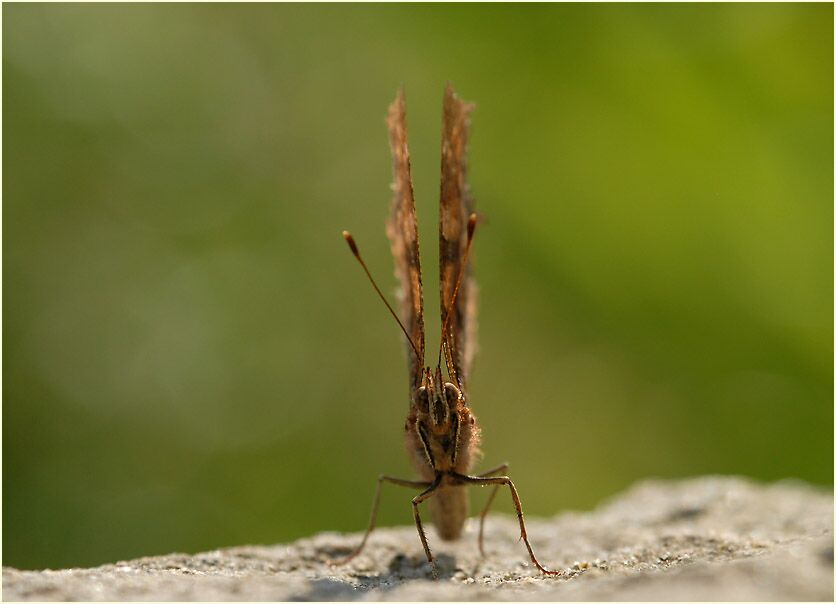 C-Falter (Polygonia c-album)