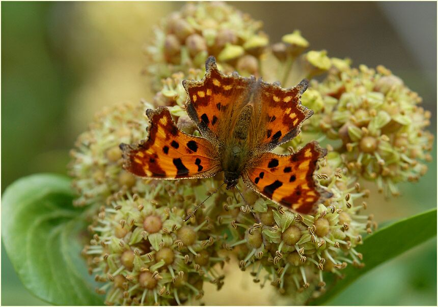 C-Falter (Polygonia c-album)