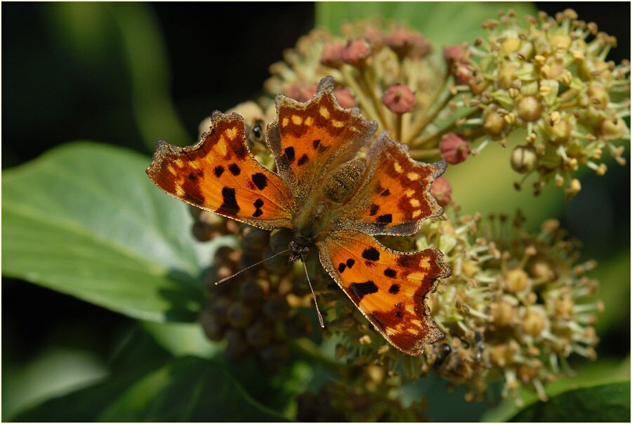 C-Falter (Polygonia c-album)