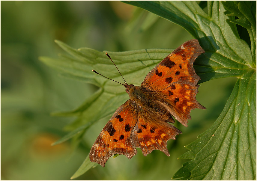 C-Falter (Polygonia c-album)