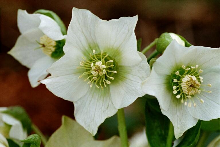 Nieswurz (Helleborus)