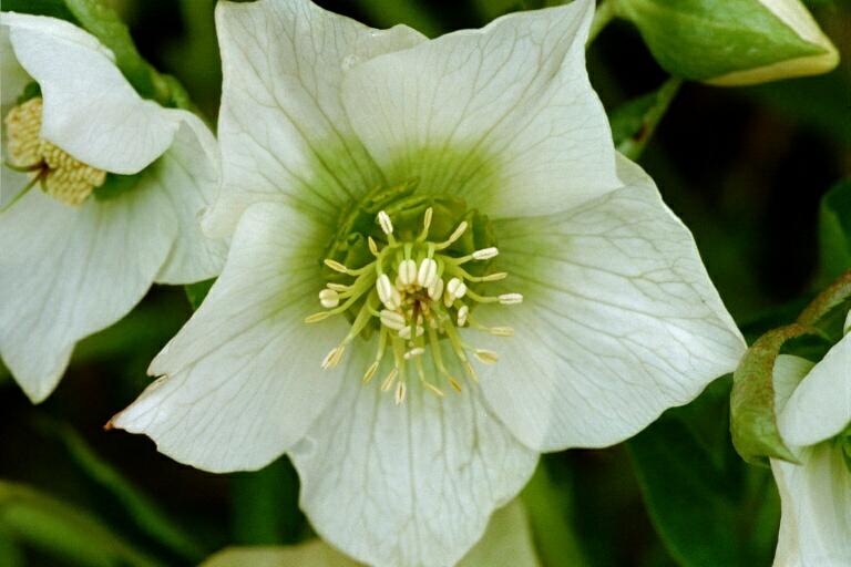 Nieswurz (Helleborus)