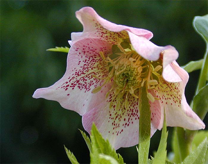 Nieswurz (Helleborus)