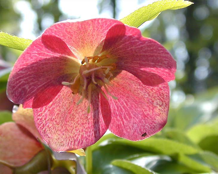 Nieswurz (Helleborus)