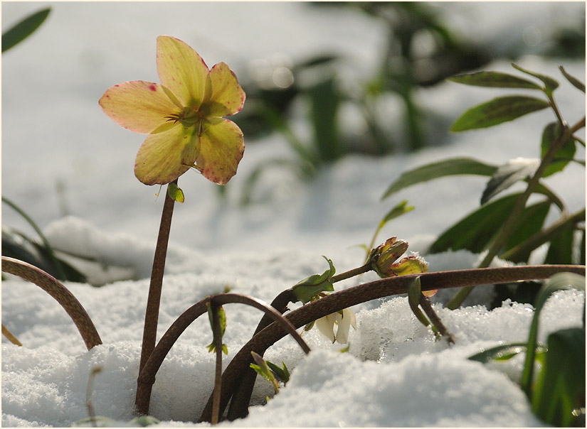 Nieswurz (Helleborus)