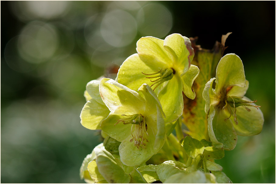 Nieswurz (Helleborus)