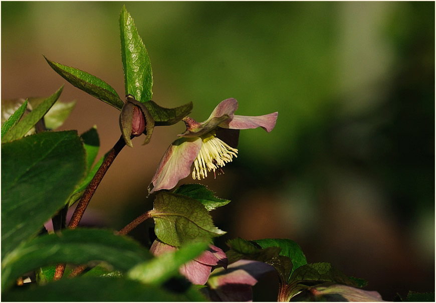 Nieswurz (Helleborus)