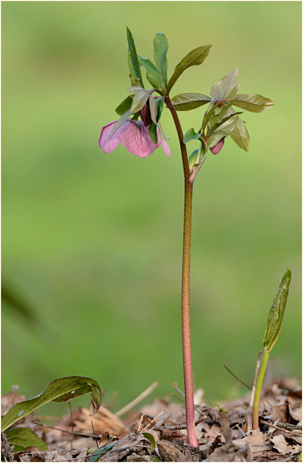 Nieswurz (Helleborus)