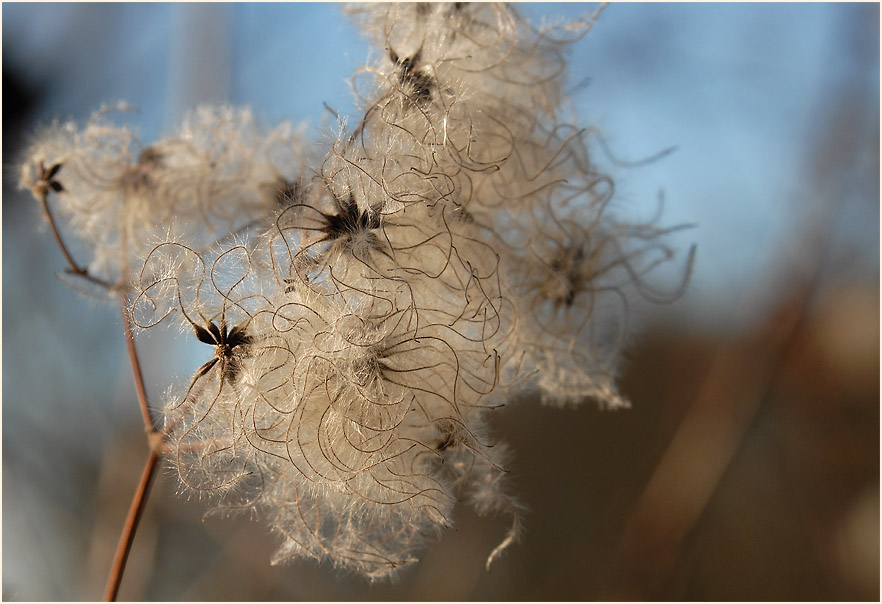 Waldrebe (Clematis)