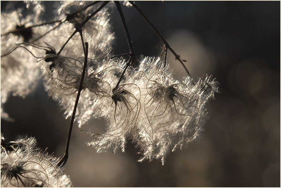 Waldrebe (Clematis)