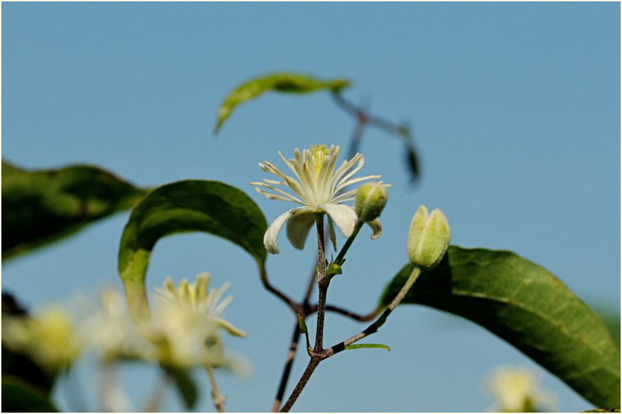 Waldrebe (Clematis)