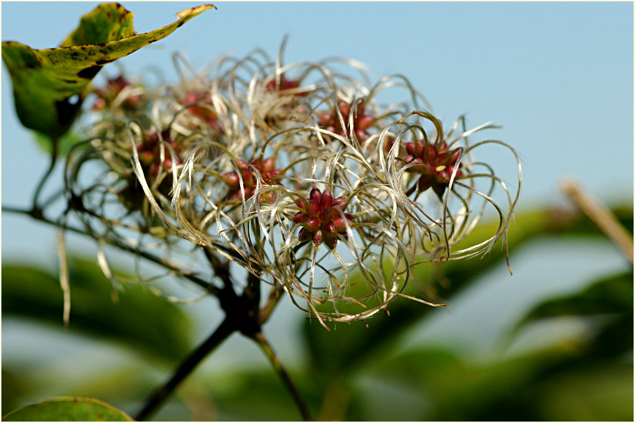 Waldrebe (Clematis)