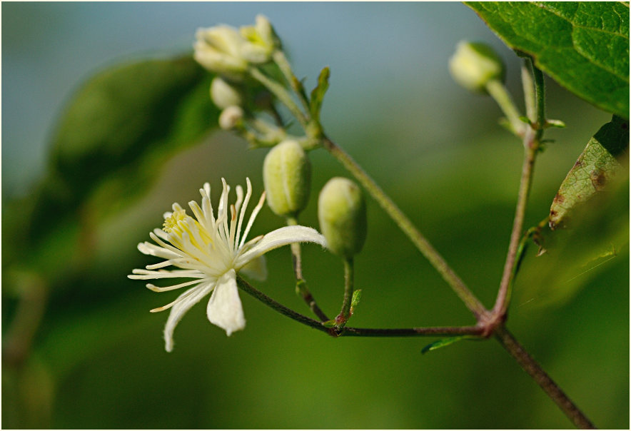 Waldrebe (Clematis)