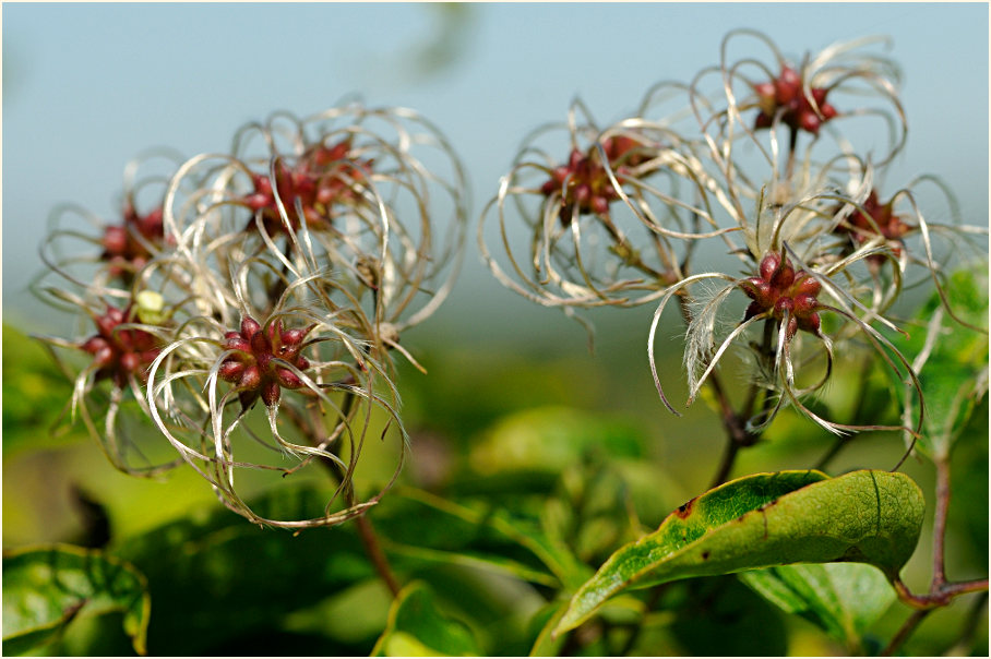 Waldrebe (Clematis)