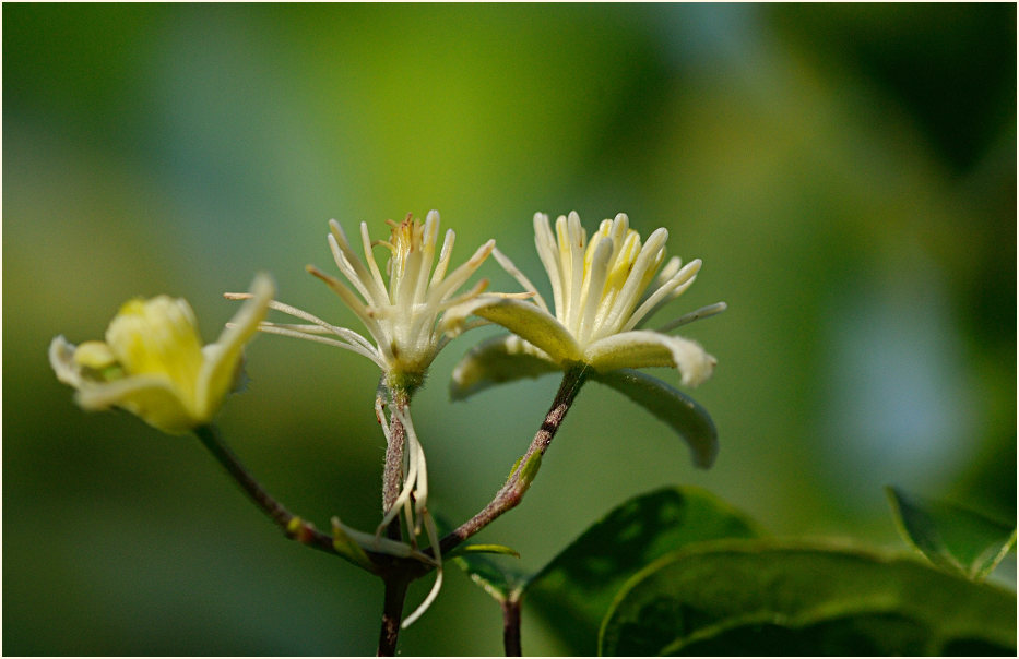 Waldrebe (Clematis)