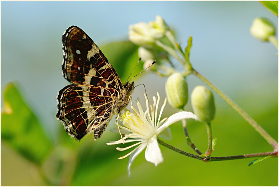 Landkärtchen auf Waldrebe (Clematis)