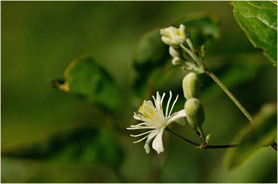 Waldrebe (Clematis)