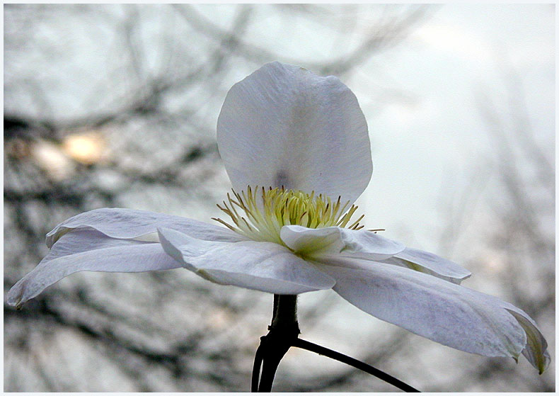 Waldrebe (Clematis)