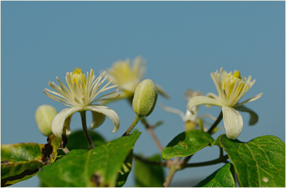 Waldrebe (Clematis)