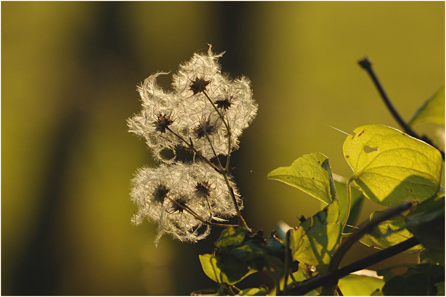 Waldrebe (Clematis)