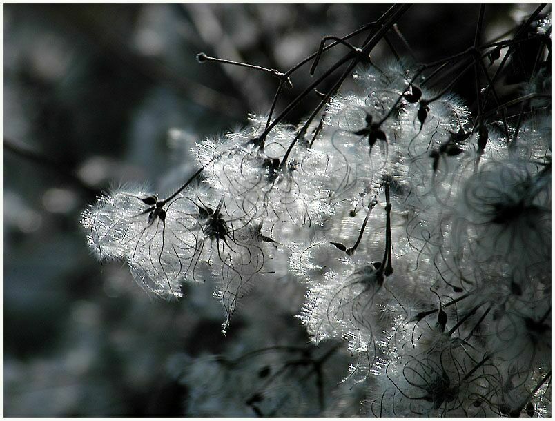 Waldrebe (Clematis)