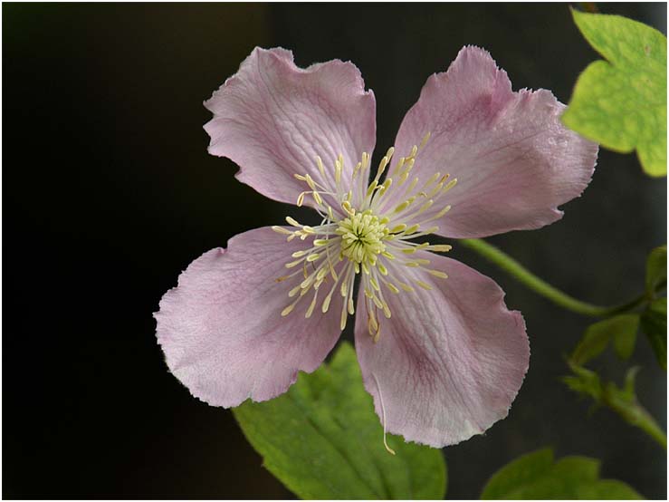 Waldrebe (Clematis)