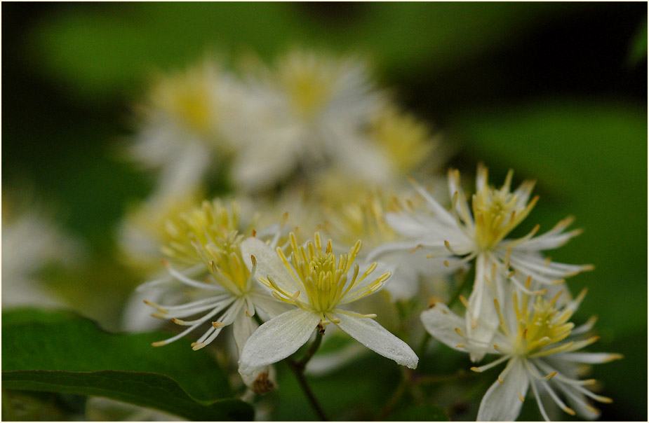 Waldrebe (Clematis)