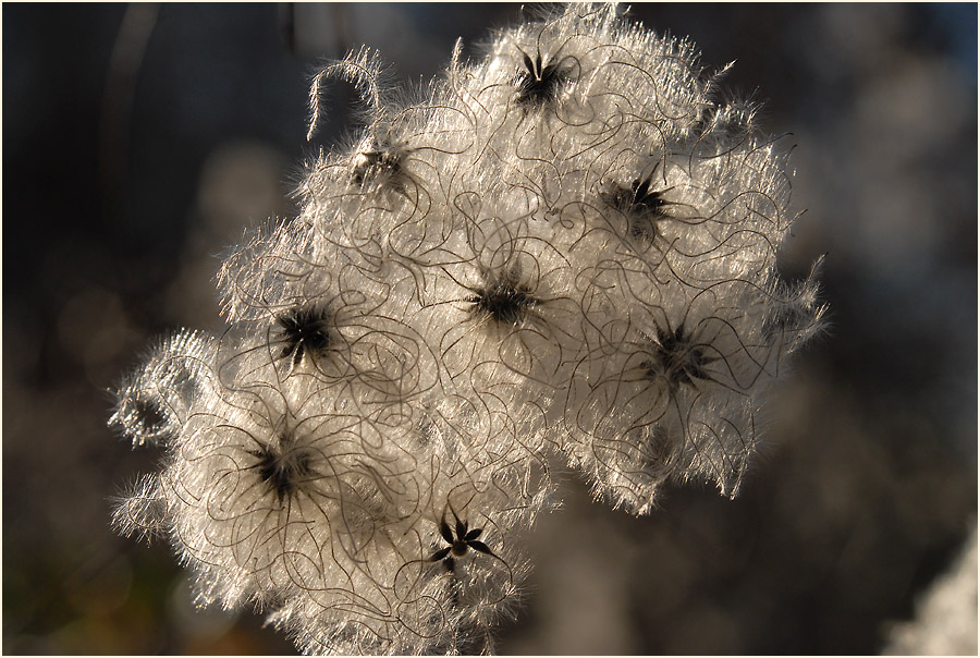 Waldrebe (Clematis)