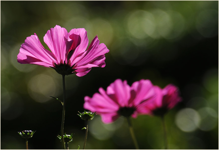 Schmuckkörbchen (Cosmea) mit Hummel