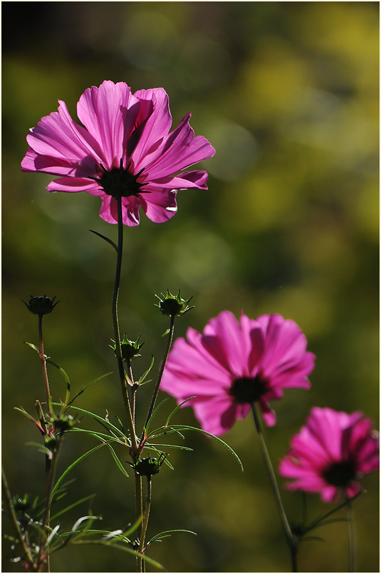 Schmuckkörbchen (Cosmea) mit Hummel