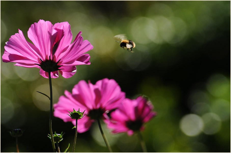 Schmuckkörbchen (Cosmea) mit Hummel