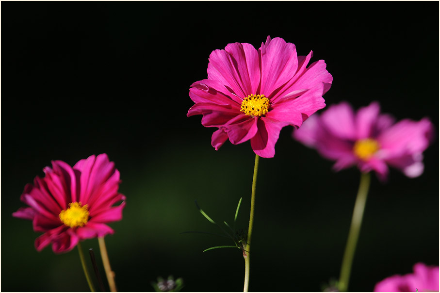 Schmuckkörbchen (Cosmea) mit Hummel