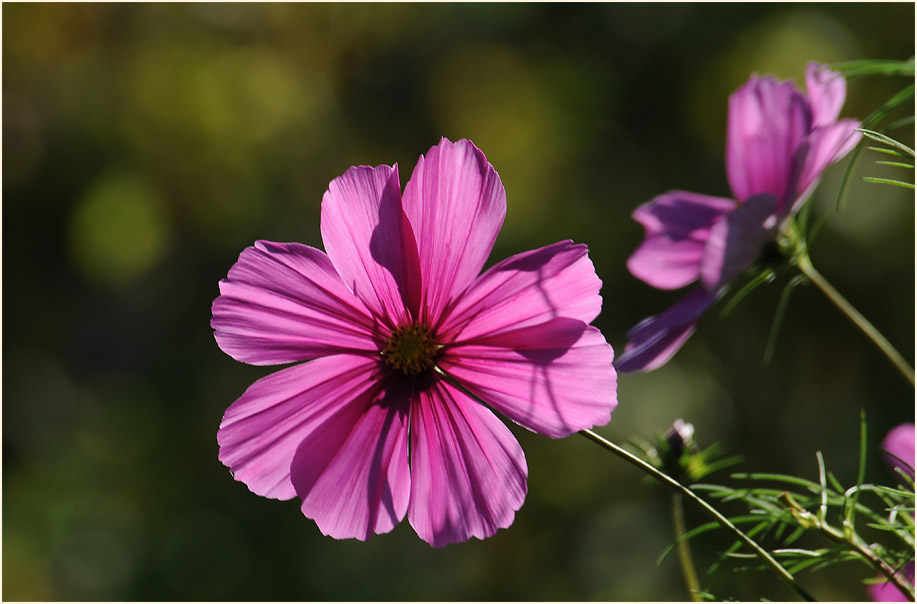 Schmuckkörbchen (Cosmea) mit Hummel